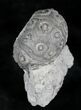 Nenoticidaris Fossil Urchin On Limestone Pedastal #23941-2